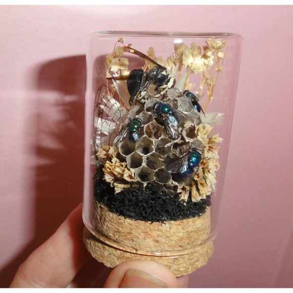 Hornet Wasp Nest Blowflies Cicada Wing Oddity Dome curiosity insect taxidermy - Picture 5 of 16